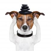pic of dog  - dog meditates with hot stones on top - JPG 