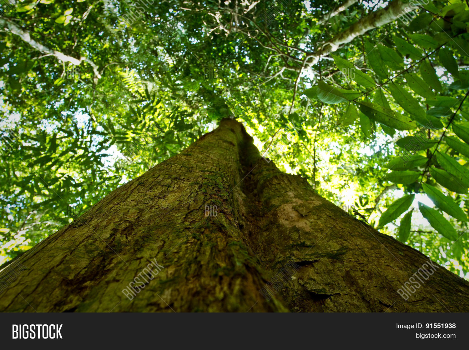 Low angle view of a tree in amazon rainforest, Yasuni National Park