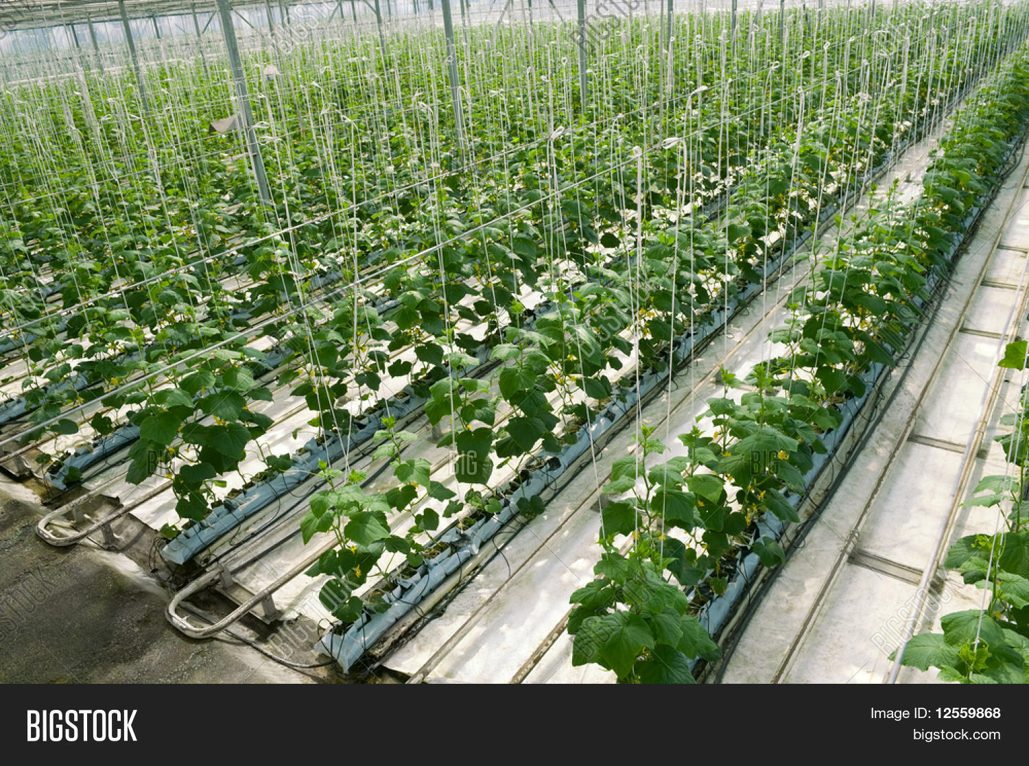 Hydroponic cultivation of cucumbers in greenhouse Stock Photo & Stock