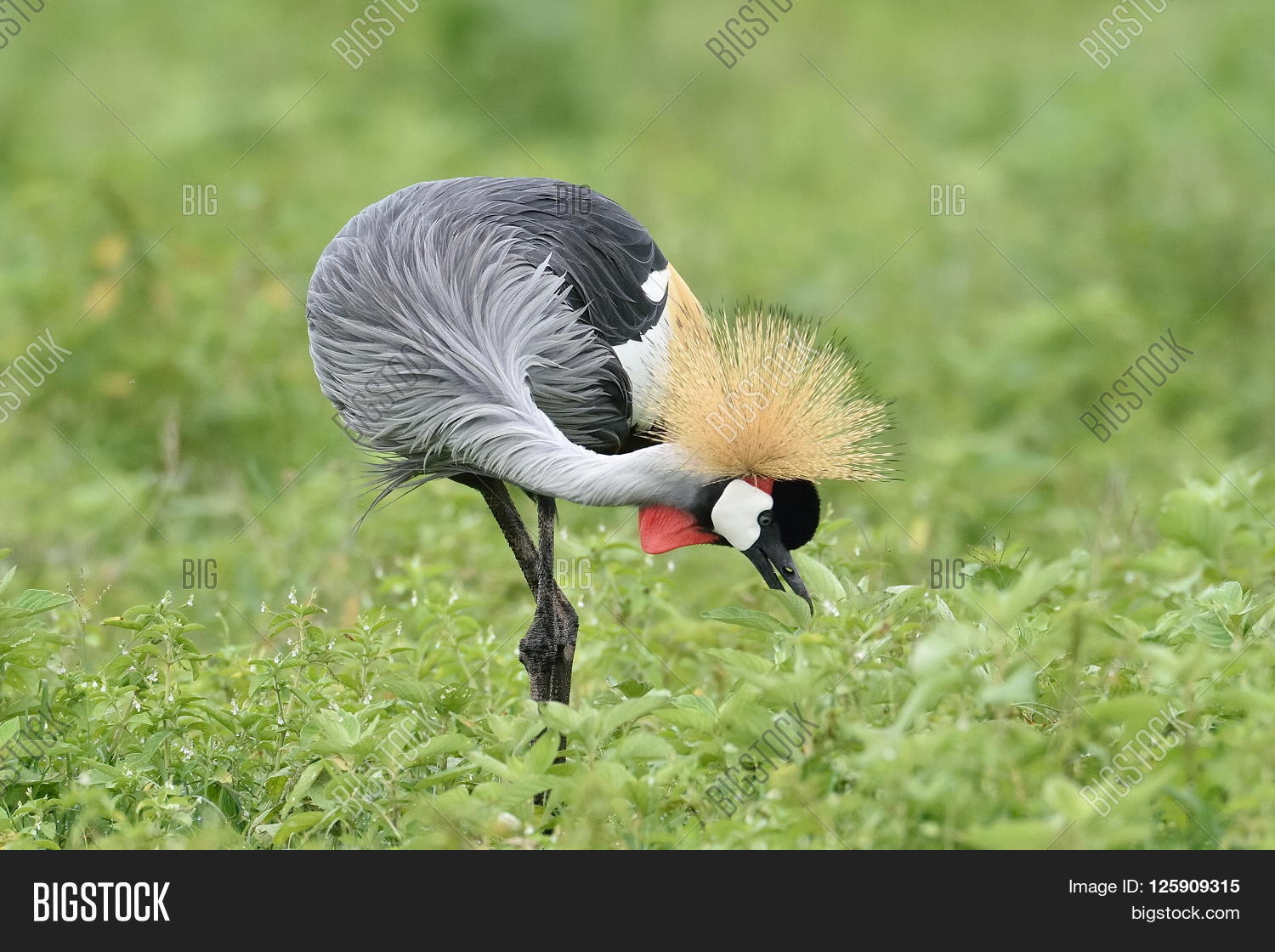 Grey Crowned Crane Natural Habitat Image & Photo Bigstock