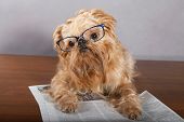 foto of newspaper  - Serious dog in glasses reading the newspaper - JPG 