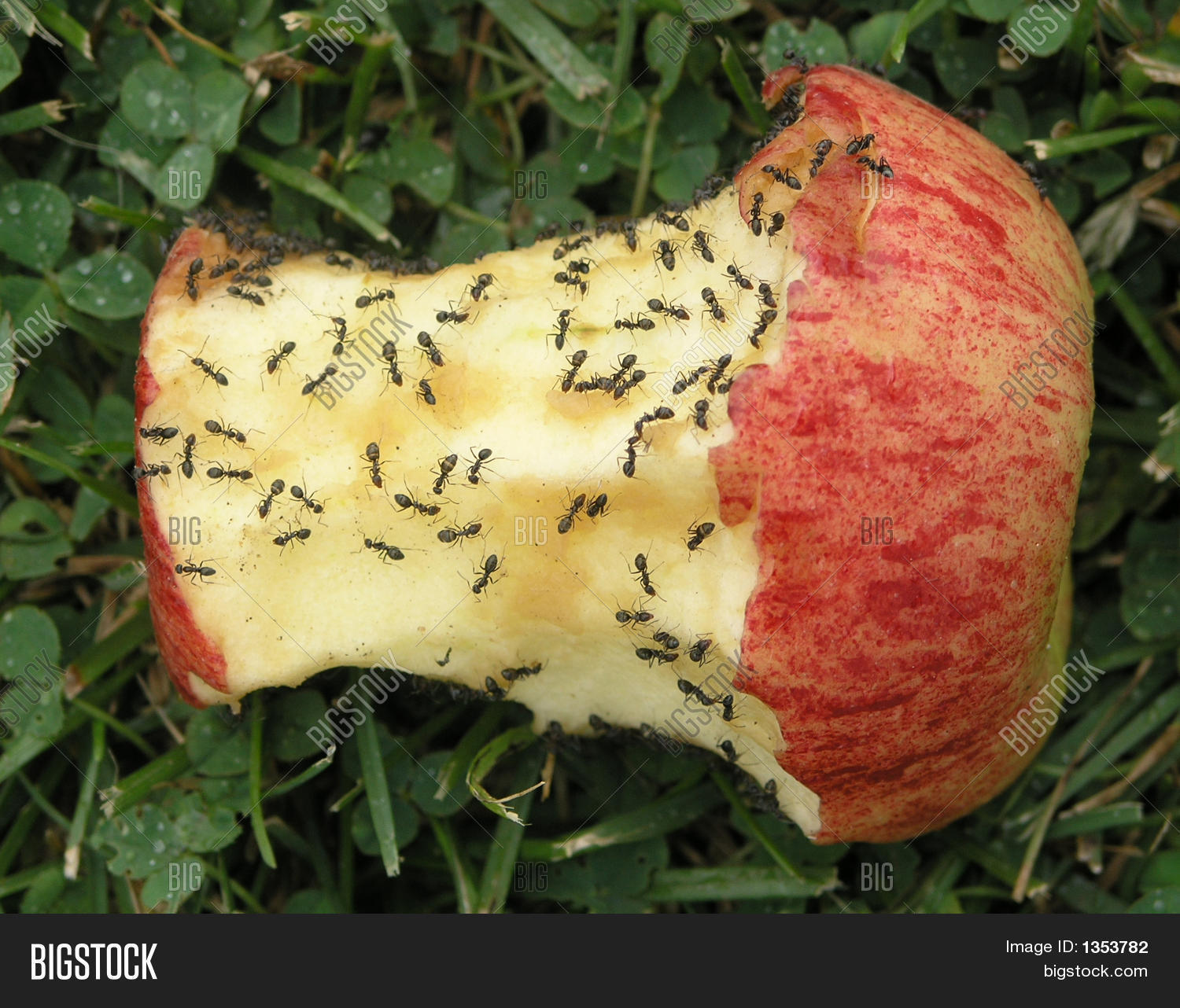 Ants And Apple Core Stock Photo & Stock Images Bigstock