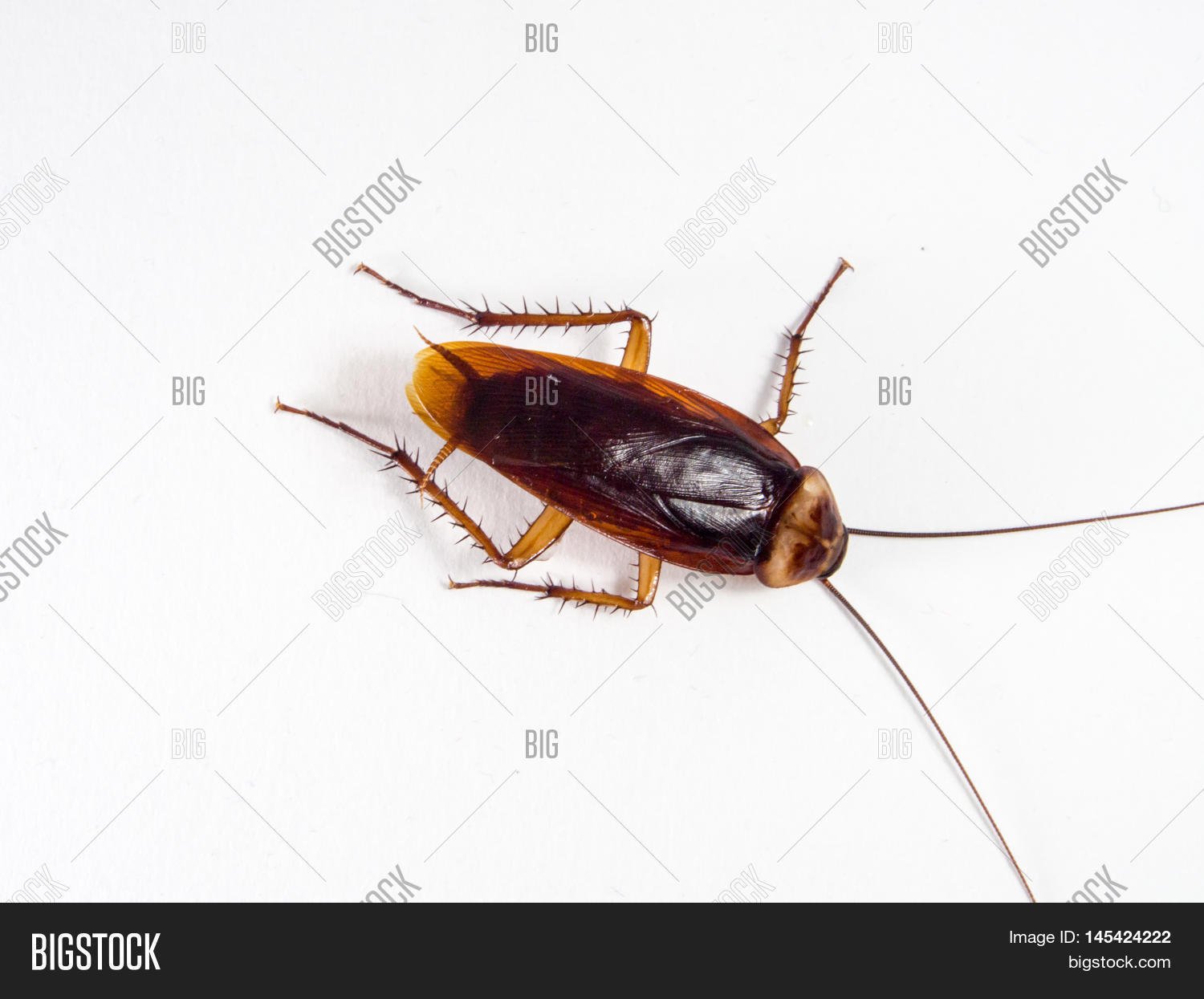 Cockroaches Carry Diseases That You Have To Eliminate. Stock Photo