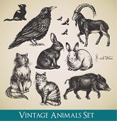 image of animals  - Vector animals set  - JPG 