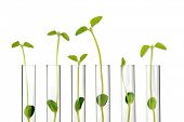 image of science  - Test Tubes with small plants - JPG 