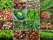 pic of food  - organic vegetables and greens - JPG 