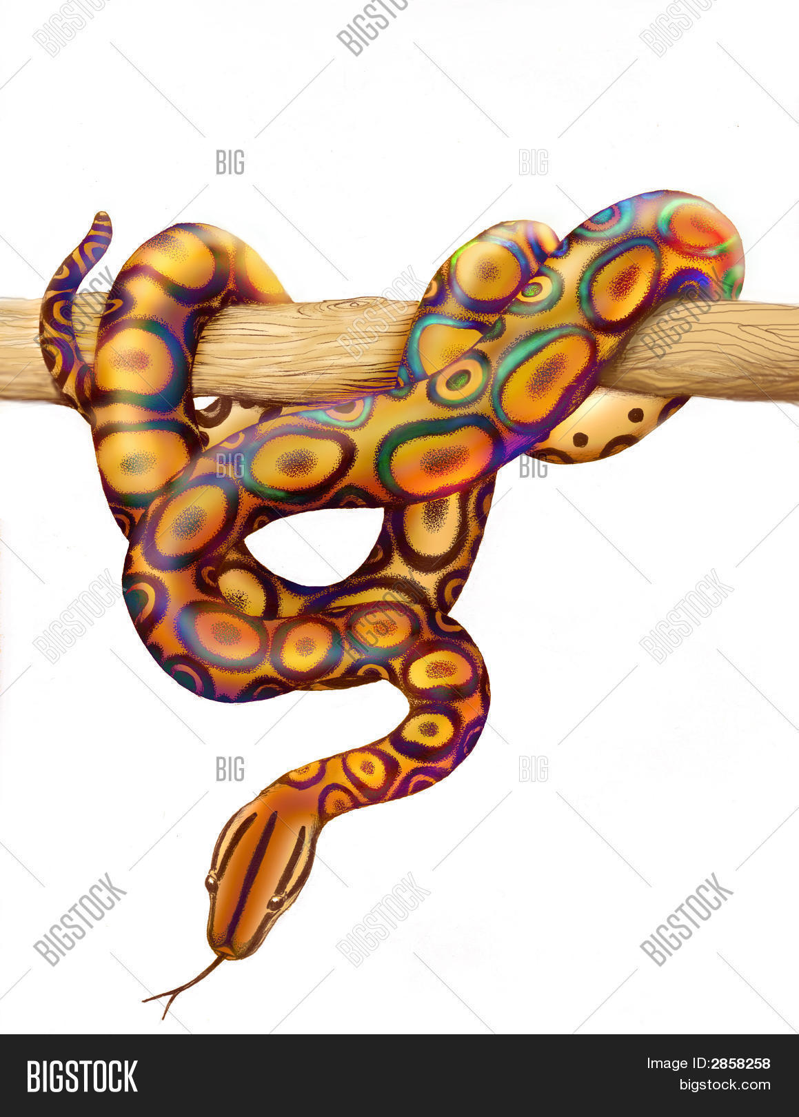 Rainbow Boa Constrictor Image & Photo Bigstock