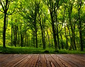 picture of nature  - wood textured backgrounds in a room interior on the forest backgrounds - JPG 