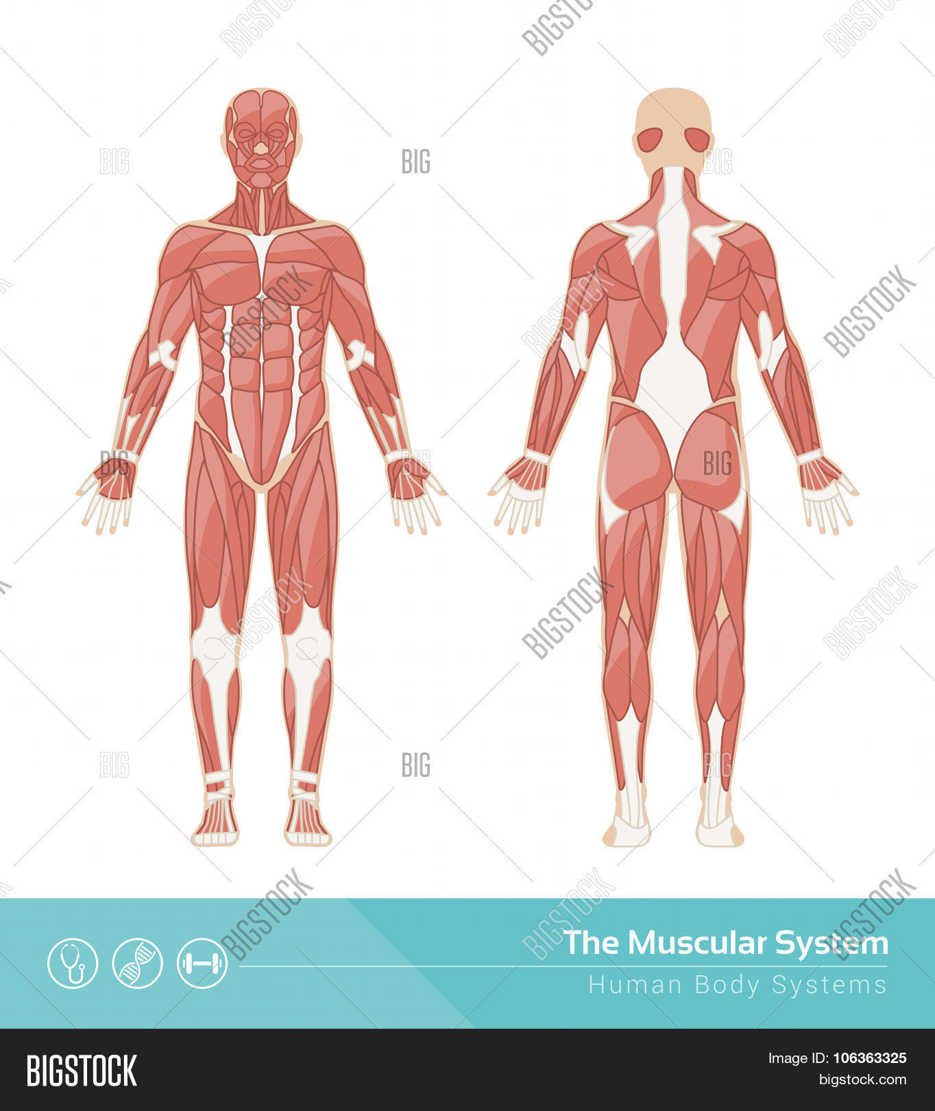 muscular system muscle metabolism muscular system muscle metabolism