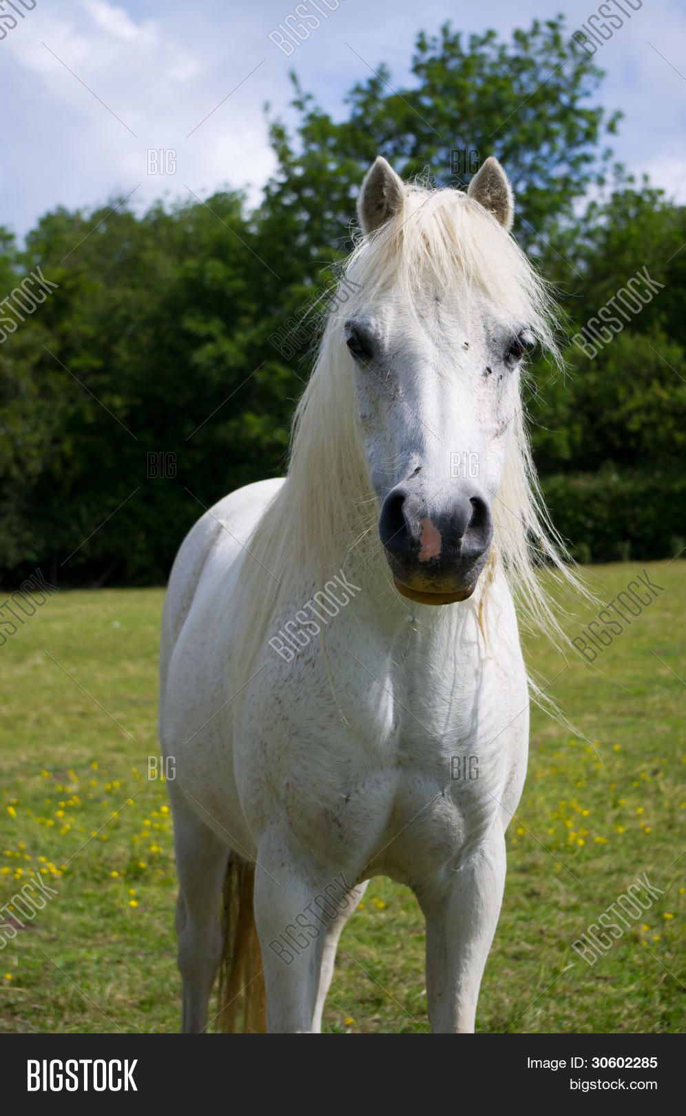 Fleabitten grey pony Stock Photo & Stock Images Bigstock