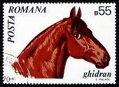 pic of equus caballus  - a stamp printed in the Romania shows Ghidran - JPG 