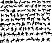 stock photo of horse  - 100 vector silhouettes of horses and riders - JPG 