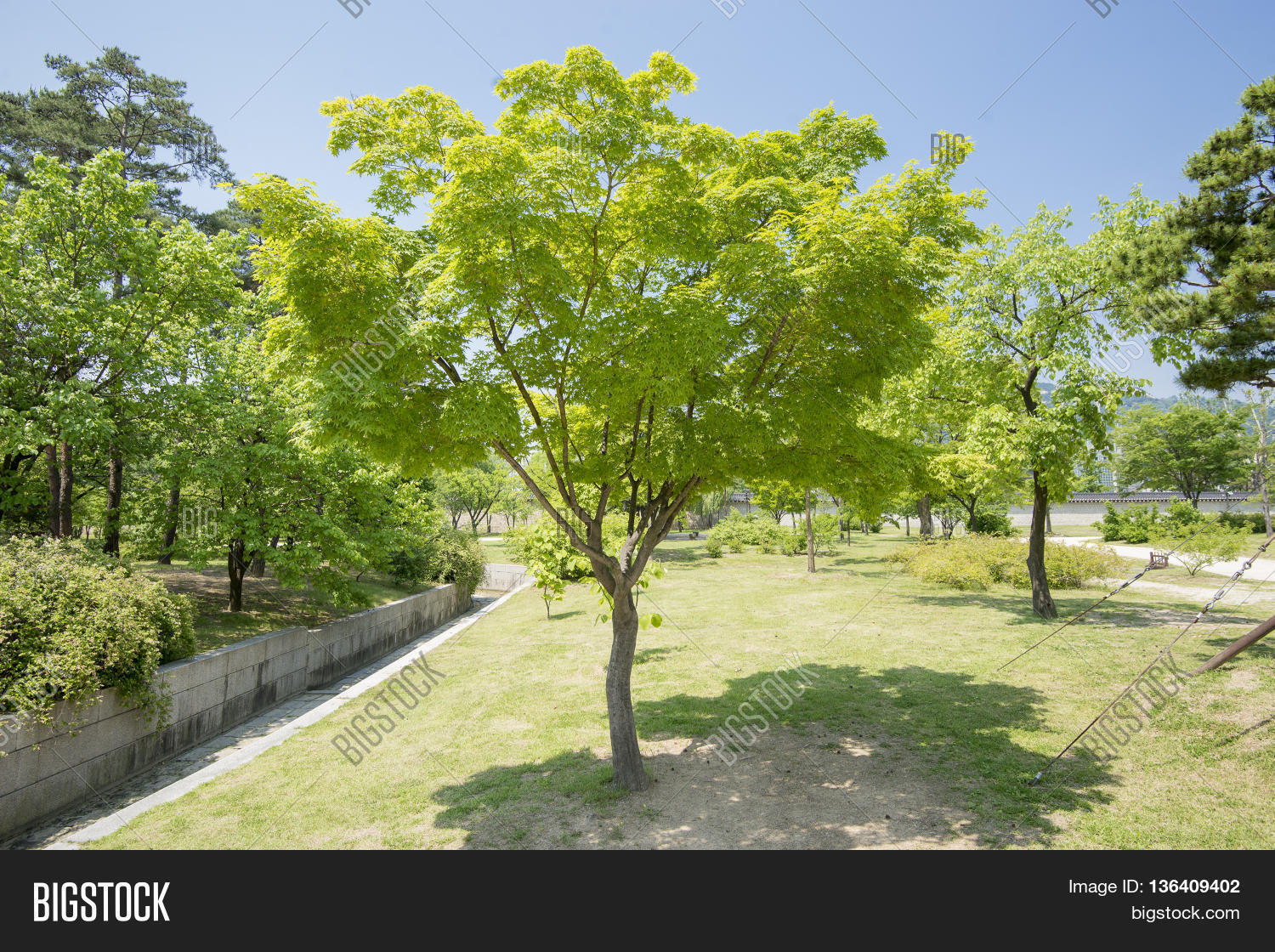 Korea Trees City Seoul South Korea Image & Photo Bigstock