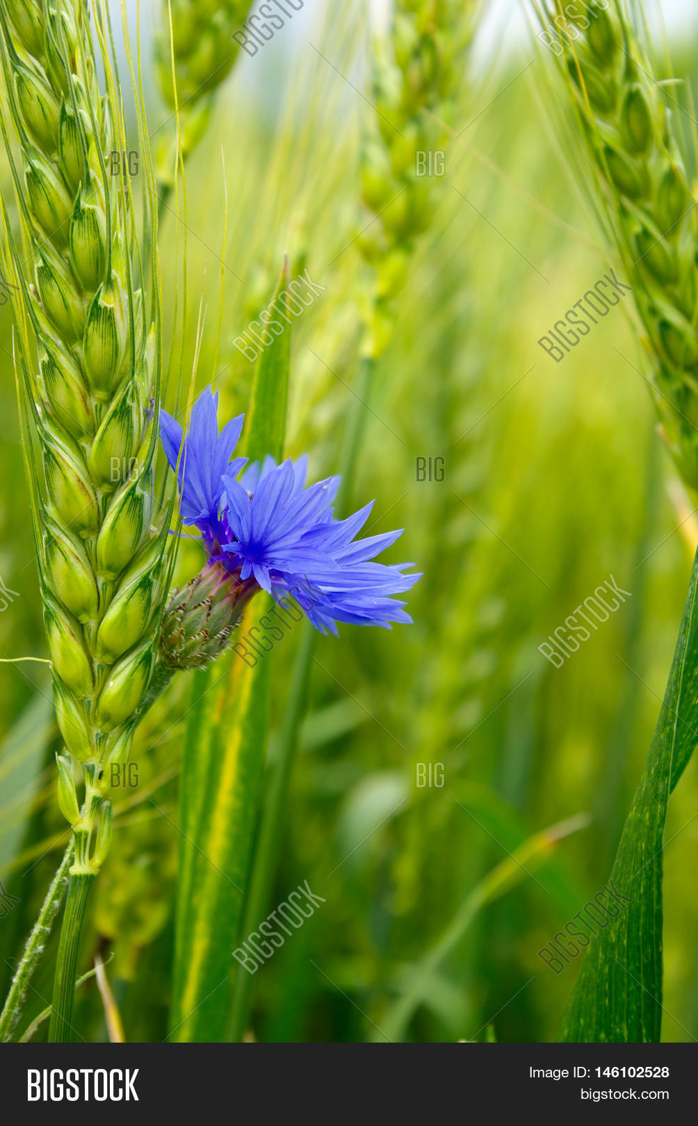 Blue Cornflower Field Among Ears Image & Photo Bigstock