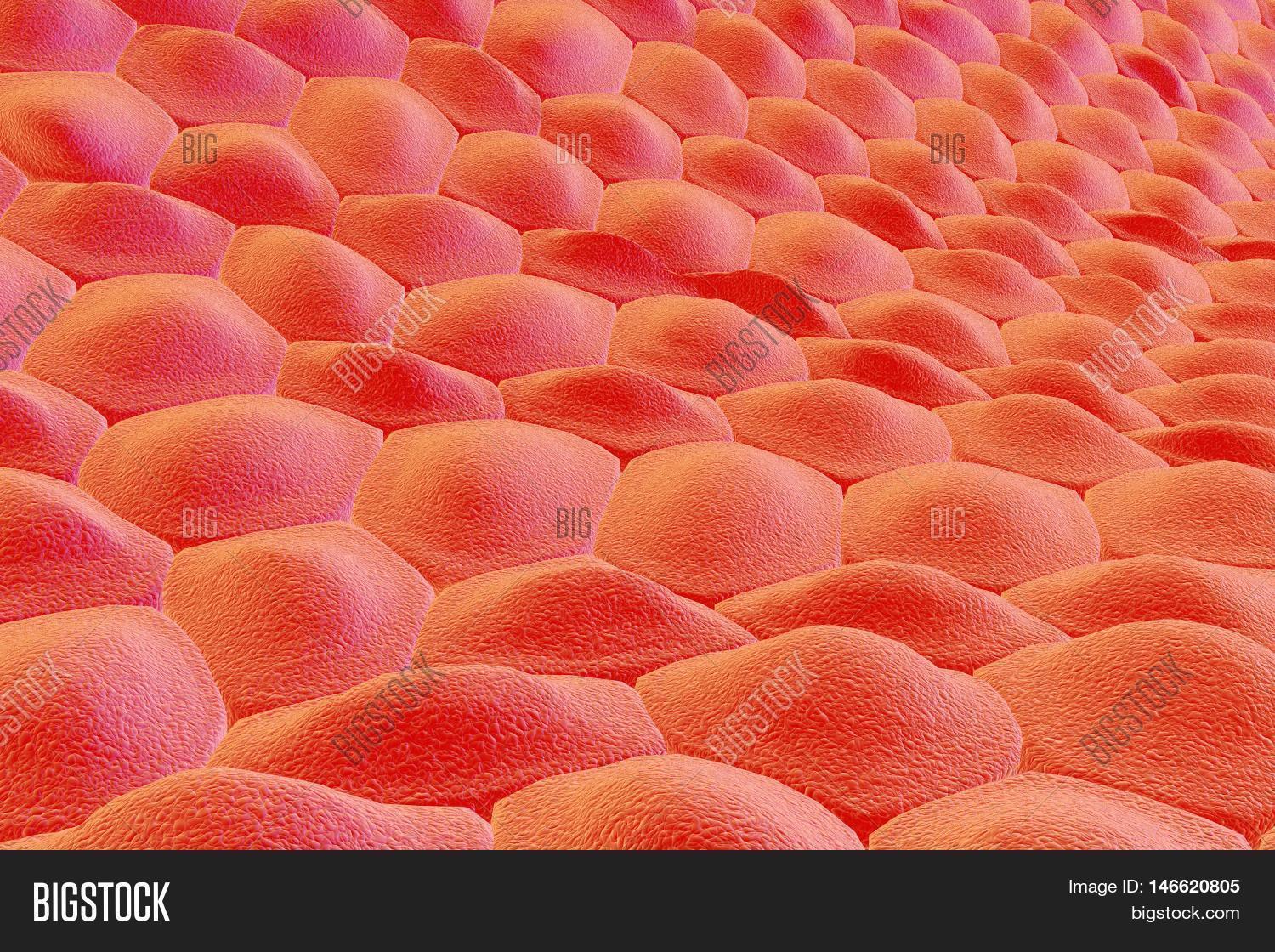 human skin stock photo 169 chaoss 1695911 layer cells human skin cells image photo bigstock human skin stock photo 169 chaoss 1695911 layer cells human skin cells image photo bigstock