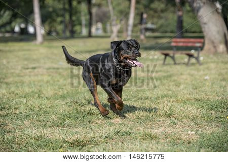 are rottweilers running partners rottweiler images stock photos illustrations bigstock are rottweilers running partners rottweiler images stock photos illustrations bigstock