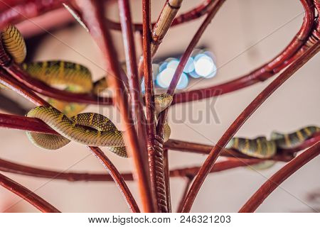 Poster: Snake On Branch In Snake