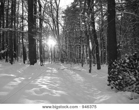Black White Winter Scene Image & Photo | Bigstock