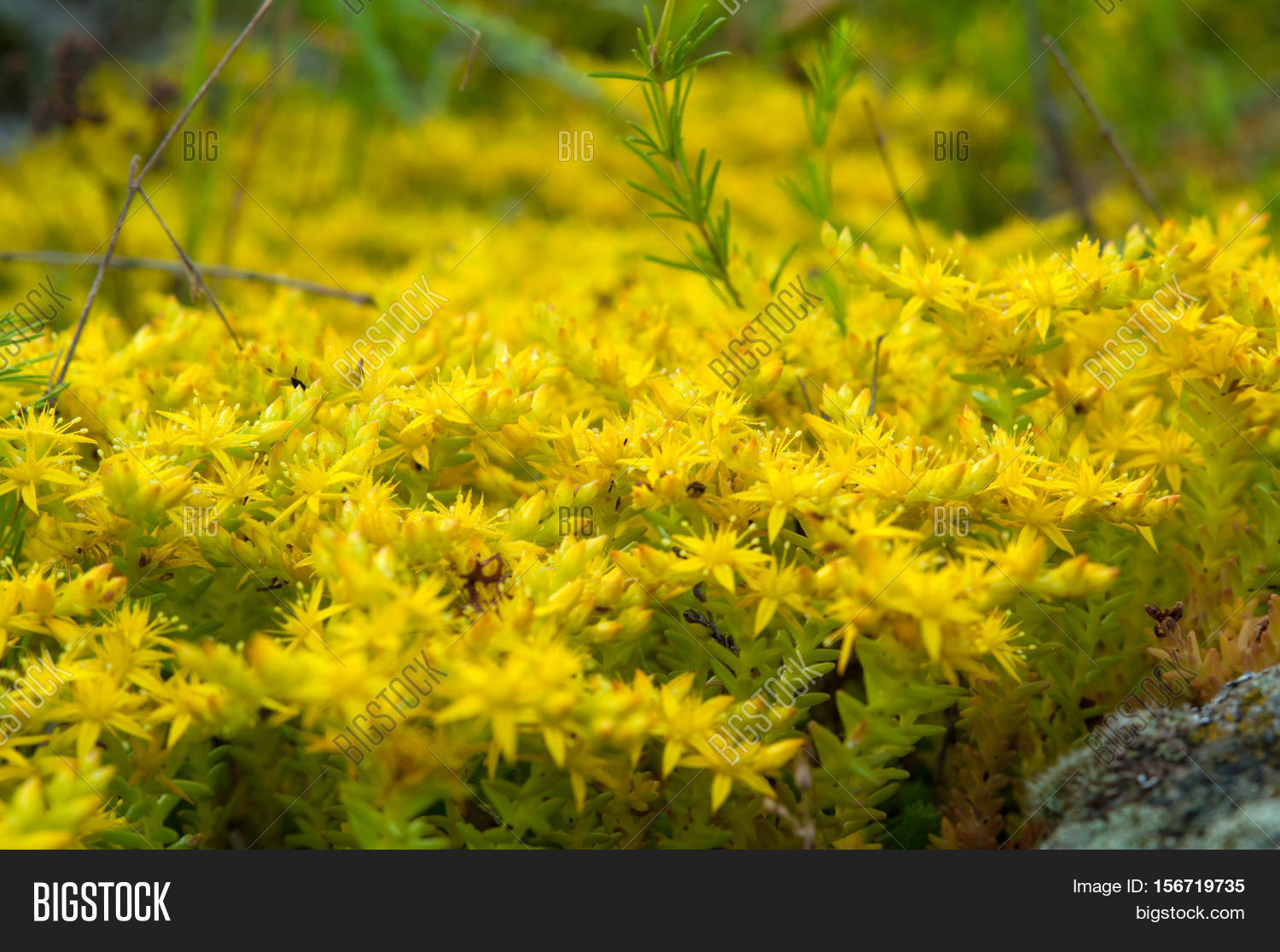 Yellow Flowering Moss Sedum Image & Photo Bigstock