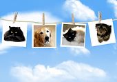 picture of dog  - Photos of dogs and cats hanging from a clothes line - JPG 