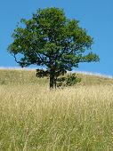 image of blue sky  - lonely tree on a yellow grass field and the perfect blue sky - JPG 