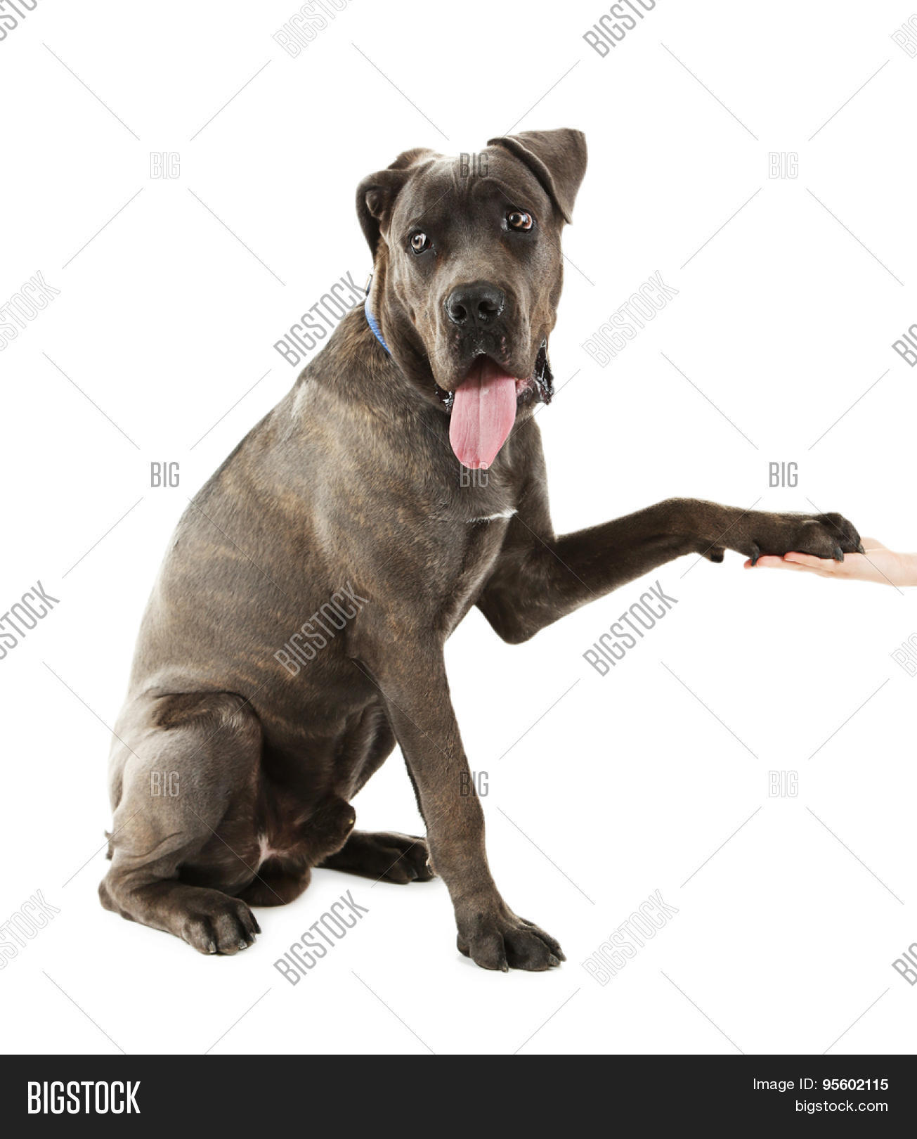 Cane Corso Italiano Dog Give Paw Image & Photo Bigstock