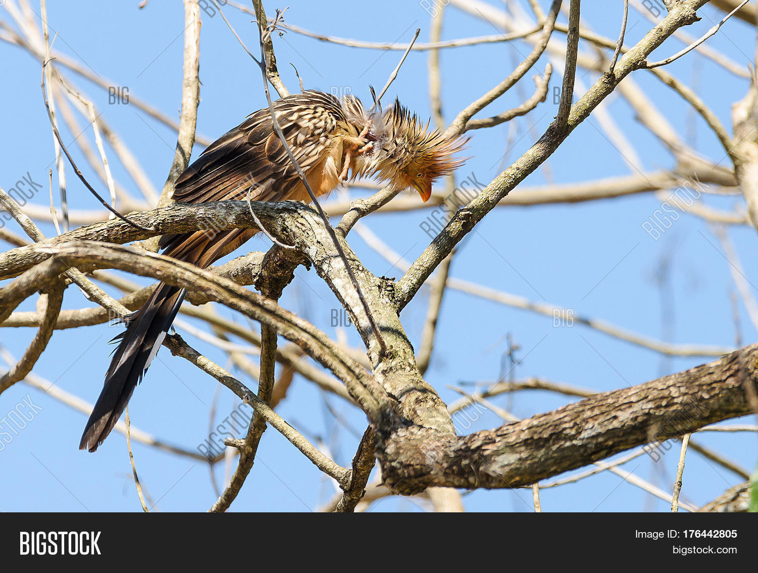 Scratching Bird Ruffled Feathers Image & Photo Bigstock