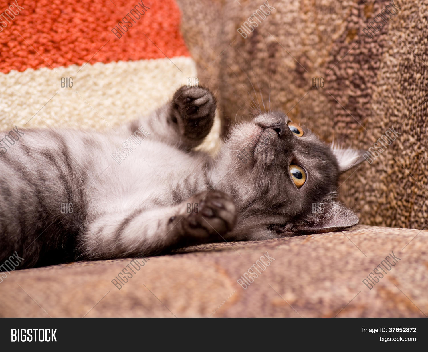 Home Gray Cat To Lay Down The Couch Home Gray Cat To Lay Down The Couch
