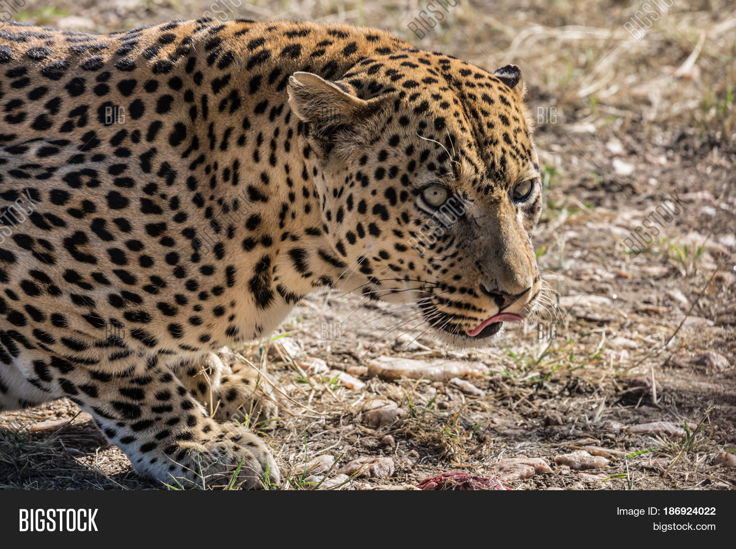 African Spotted Leopard Resting Image & Photo Bigstock
