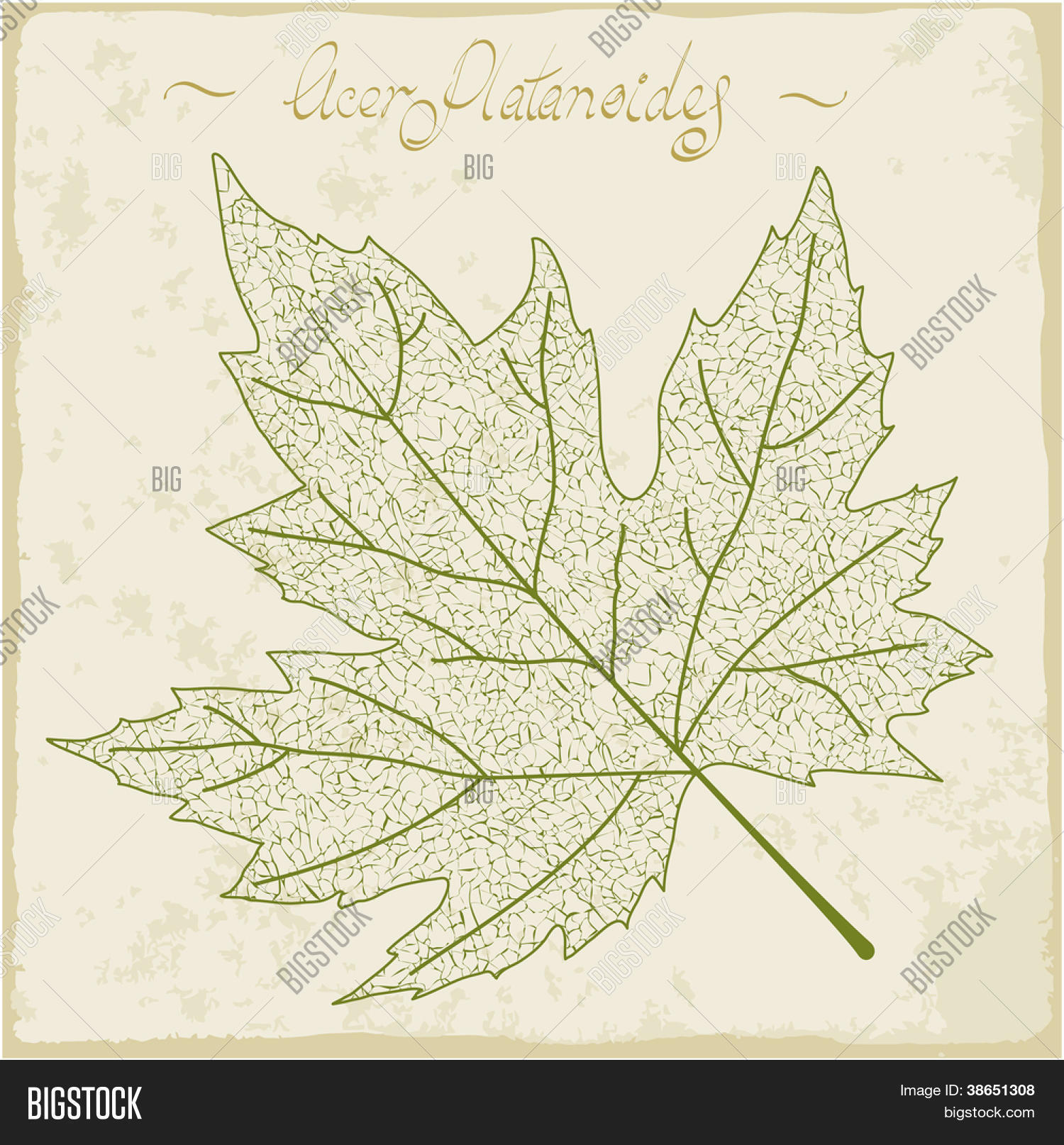 Maple Leaf Skeleton. Vector Vector & Photo Bigstock