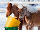 stock photo of horse  - Two horses eating in winter - JPG 