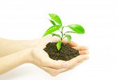 picture of earth  - holding a plant between hands on white - JPG 