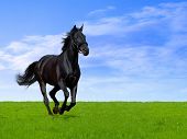 stock photo of horse  - black horse - JPG 