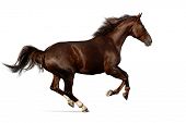 picture of horse  - gallop horse - JPG 