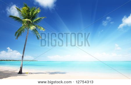 Picture or Photo of Palm and beach