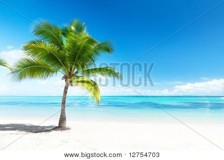 Picture or Photo of Palm and beach