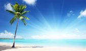 foto of beach  - palm and beach - JPG 