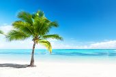 stock photo of beach  - palm and beach - JPG 