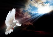 pic of religion  - Dove in the air with wings wide open in - JPG 