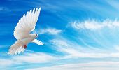 image of blue sky  - Dove in the air with wings wide open in - JPG 