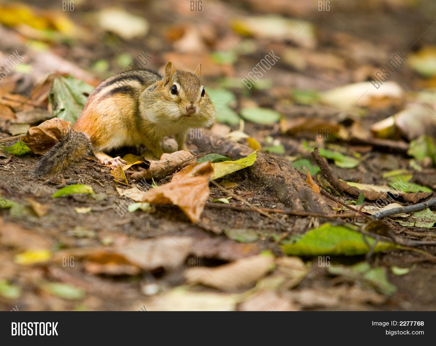 chubby small chipmunk free anal black anal sex