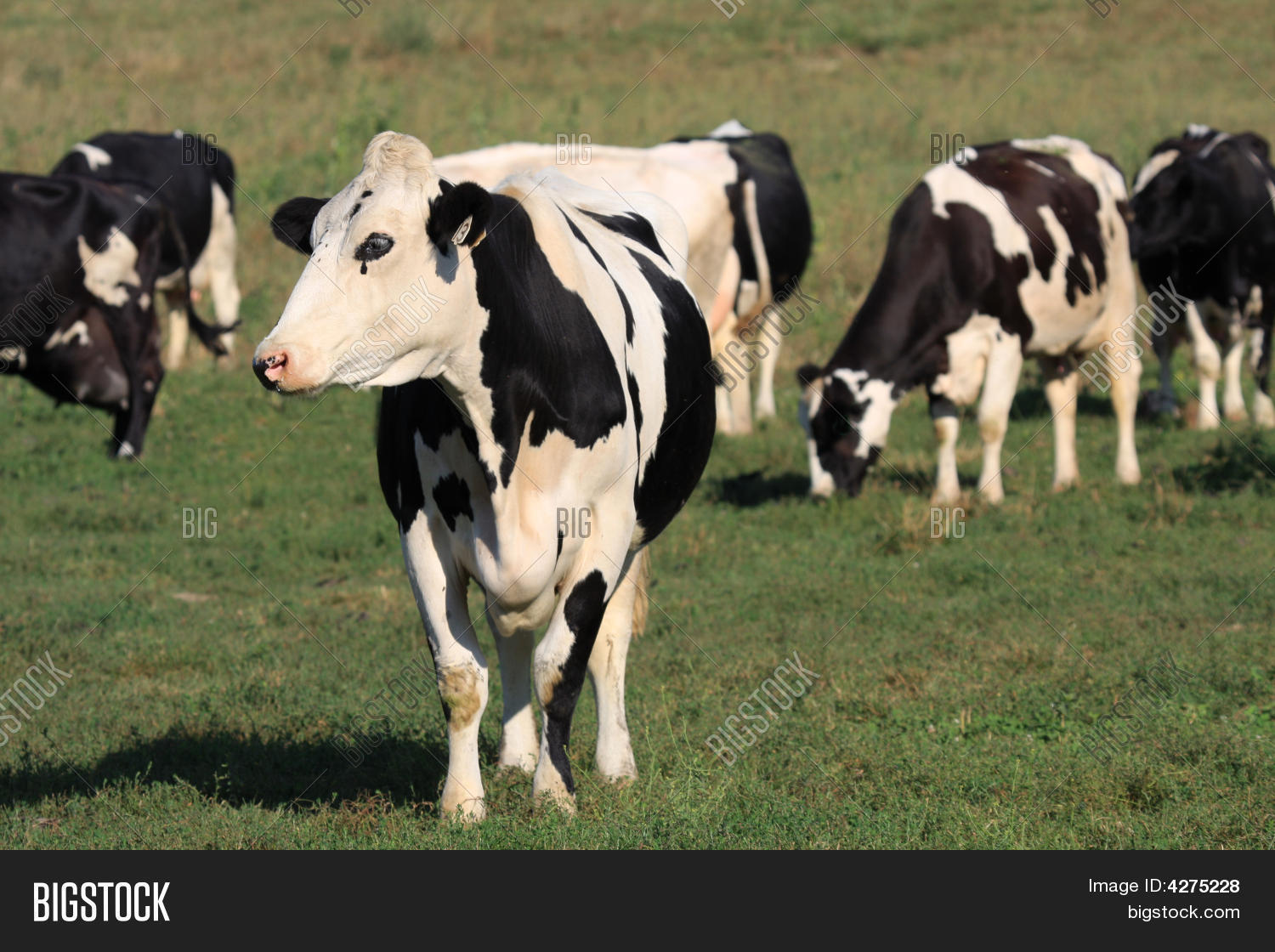Crying Cow Image & Photo Bigstock