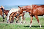 stock photo of horse  - Herd of horses on the field - JPG 