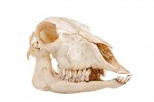 picture of equus caballus  - ?utout skull of domestic horse on a white background (Equus caballus) - JPG 