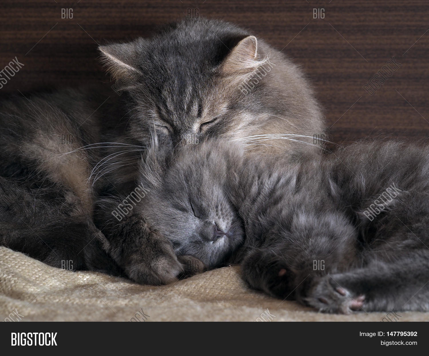 Cute Cat Kitten Sleeping Together Image & Photo Bigstock