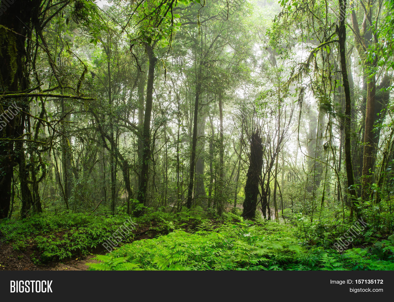 rainforest background