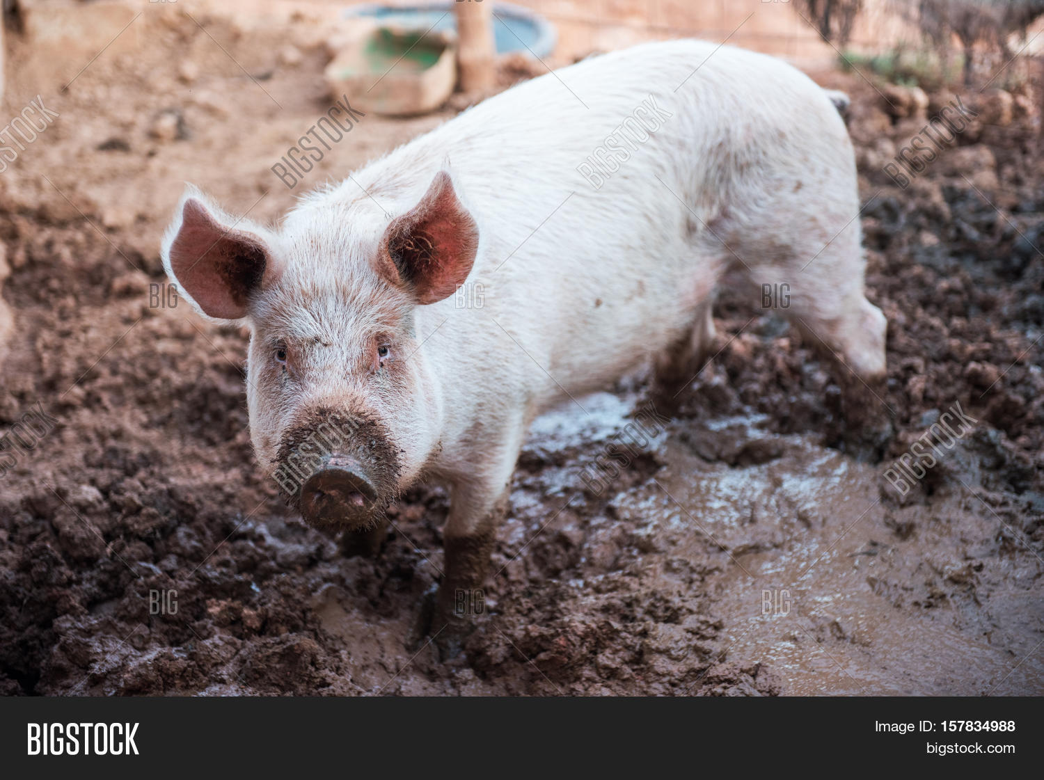 Young Dirty Pig On Pig Farm Image & Photo | Bigstock