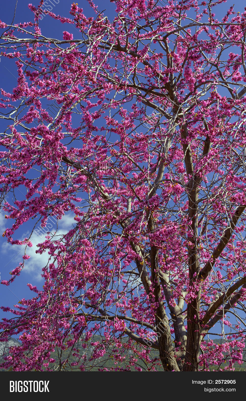 Violet Flower Tree (Cercis Image & Photo Bigstock