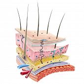 picture of anatomy  - Human Skin Anatomy - JPG 