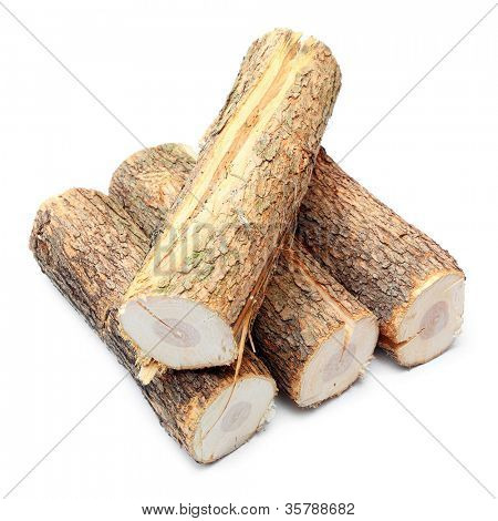 Cortar leña de troncos de árbol de roble común (Quercus robur